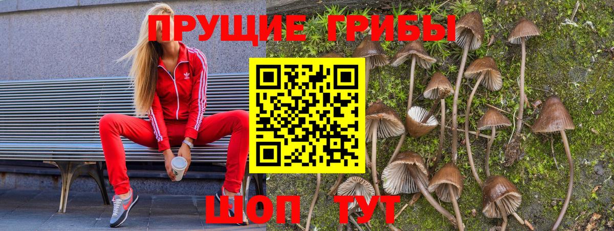 Ржев  Псилоцибиновые грибы Psilocybe  Вход с VPN 